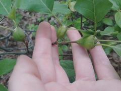 Zapatella quercusphellos