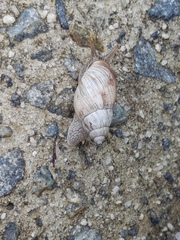 Bothriembryon brazieri