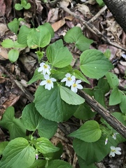 Viola canadensis