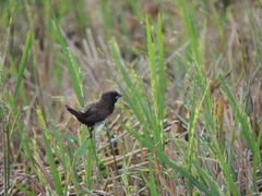 Lonchura leucogastroides