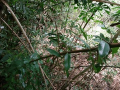 Artabotrys hexapetalus