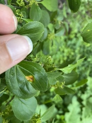 Puccinia coronata