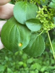 Puccinia coronata
