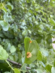Puccinia coronata