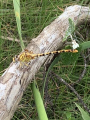 Erpetogomphus