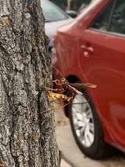 Megarhyssa macrurus icterosticta