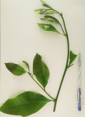 Artabotrys hexapetalus