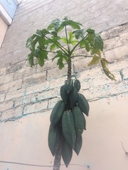 Vasconcellea heilbornii