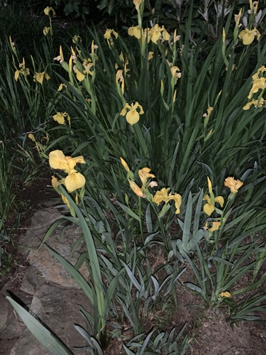 photo of Yellow Iris (Iris pseudacorus)