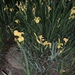 photo of Yellow Iris (Iris pseudacorus)