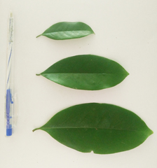 Artabotrys hexapetalus