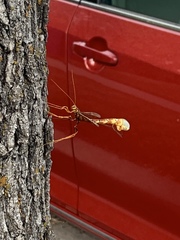 Megarhyssa macrurus icterosticta