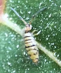 Entomobrya atrocincta