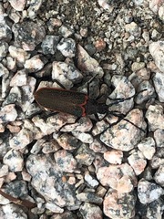 Desmocerus aureipennis