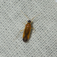 Phylus melanocephalus