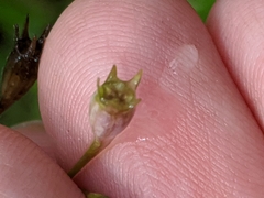 Wahlenbergia marginata