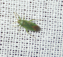 Orthotylus ericetorum