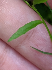 Wahlenbergia marginata