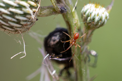 Anelosimus studiosus