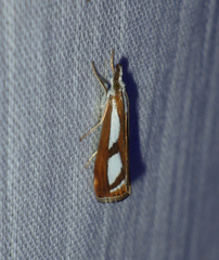 Catoptria