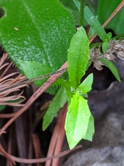 Wahlenbergia marginata