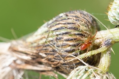 Anelosimus studiosus