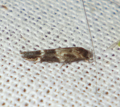 Mompha sturnipennella