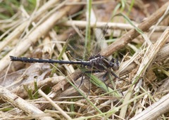 Phanogomphus spicatus