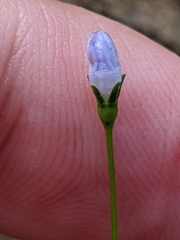 Wahlenbergia marginata
