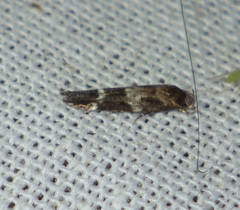 Mompha sturnipennella