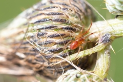 Anelosimus studiosus