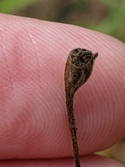 Wahlenbergia marginata