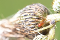 Anelosimus studiosus