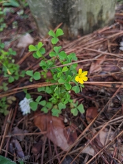 Oxalis florida