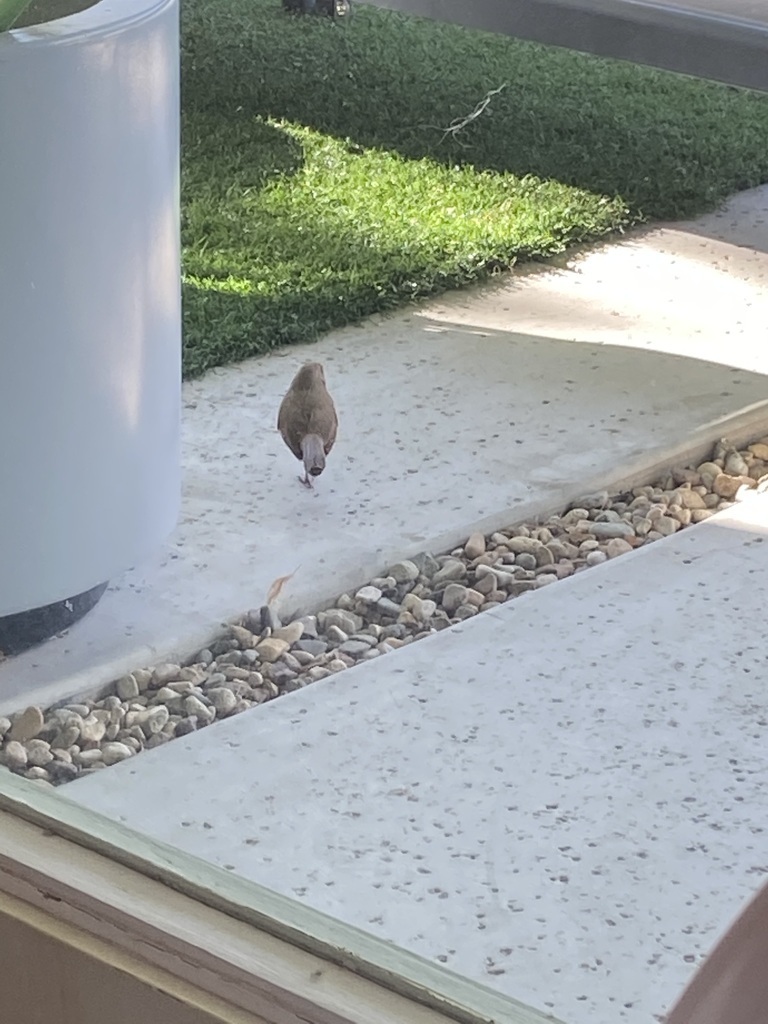 Abert's Towhee