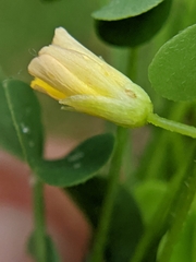 Oxalis florida