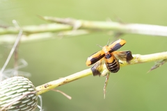 Anomoea nitidicollis