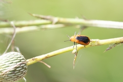Anomoea nitidicollis