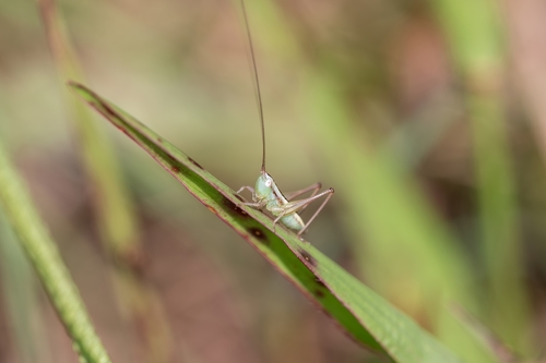 Graceful Meadow Katydid photo 4