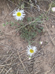 Erigeron pumilus
