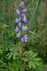Lupinus perennis