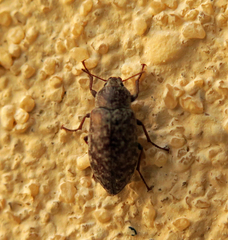 Epitragodes tomentosus