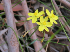 Tricoryne