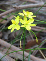 Tricoryne