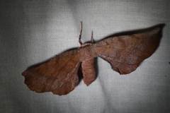 Parepisparis multicolora