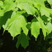 Black Maple - Photo (c) allenwoodliffe, some rights reserved (CC BY-NC), uploaded by allenwoodliffe
