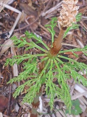 Equisetum sylvaticum image
