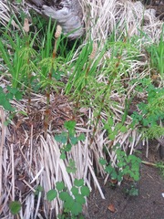 Equisetum sylvaticum image