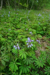 Lupinus perennis
