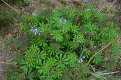 Lupinus perennis
